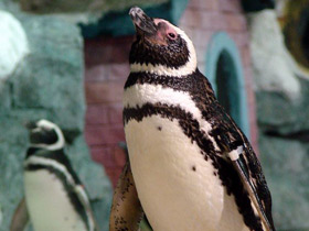 Смотреть фото Магелланов пингвин Фото Магелланов пингвин