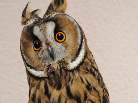 Ушастая сова