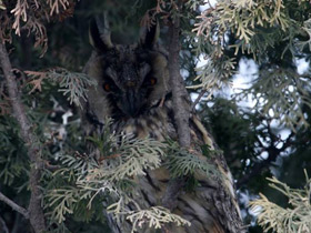 Смотреть фото Ушастая сова Фото Ушастая сова