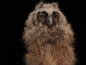 Смотреть фото Ушастая сова Фото Ушастая сова