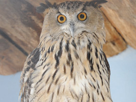 Смотреть фото Обыкновенный филин Фото Обыкновенный филин