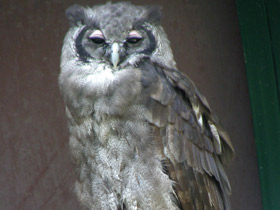 Смотреть фото Бледный филин Фото Бледный филин