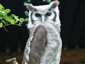 Бледный филин