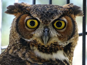 Смотреть фото Виргинский филин Фото Виргинский филин