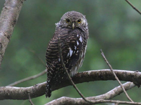 Смотреть фото Кукушковый воробьиный сыч Фото Кукушковый воробьиный сыч