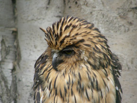 Малайский рыбный филин