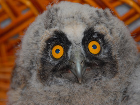 Смотреть фото Белая сова Фото Белая сова