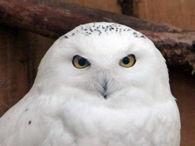Белая сова