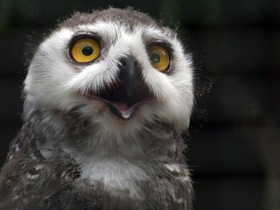 Смотреть фото Белая сова Фото Белая сова