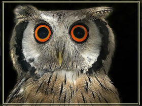 Северная белолицая совка