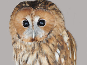 Фото Серая неясыть