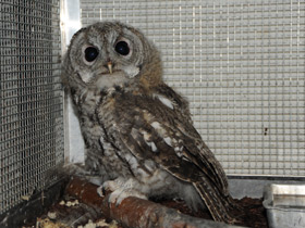 Фото Серая неясыть