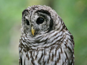 Пёстрая неясыть