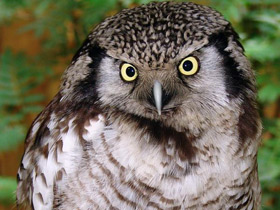 Смотреть фото Ястребиная сова Фото Ястребиная сова