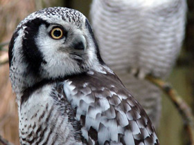Смотреть фото Ястребиная сова Фото Ястребиная сова