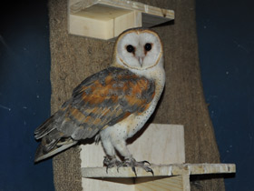 Смотреть фото Обыкновенная сипуха Фото Обыкновенная сипуха