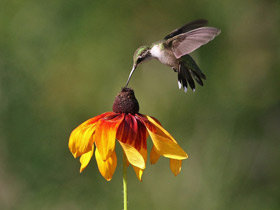 Обыкновенный архилохус