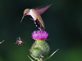 Смотреть фото Обыкновенный архилохус Фото Обыкновенный архилохус