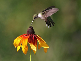 Смотреть фото Обыкновенный архилохус Фото Обыкновенный архилохус