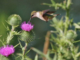 Смотреть фото Обыкновенный архилохус Фото Обыкновенный архилохус