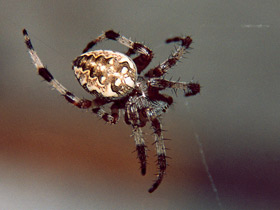 Фото Обыкновенный крестовик