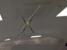 Фото Осовидная агриопа