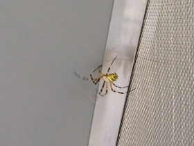 Фото Осовидная агриопа