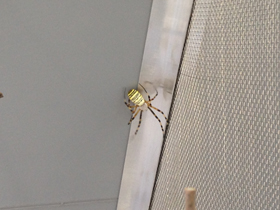 Фото Осовидная агриопа