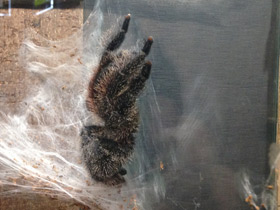 Смотреть фото Манаусская авикулярия Фото Манаусская авикулярия