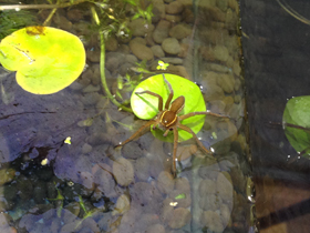 Фото Каёмчатый охотник