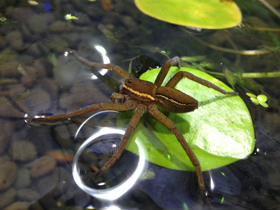 Фото Каёмчатый охотник