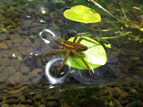 Фото Каёмчатый охотник