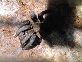 Фото Кобальтовый птицеед