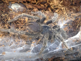 Фото Золотистый социальный птицеед