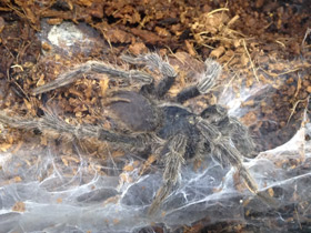 Фото Золотистый социальный птицеед