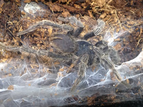 Фото Золотистый социальный птицеед