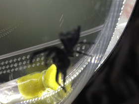 Фото Мускулистый скакунчик