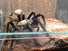 Фото Сингапурский фиолетовый птицеед