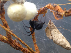 Смотреть фото Каракурт Фото Каракурт