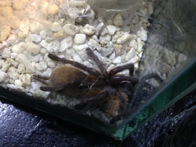 Фото Голубой птицеед