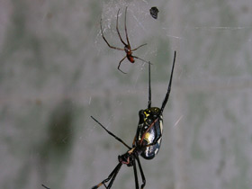 Фото Сенегальская нефила