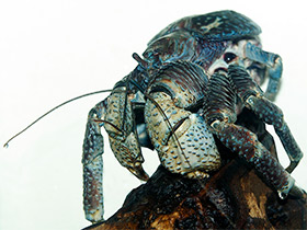 Смотреть фото Кокосовый краб Фото Кокосовый краб