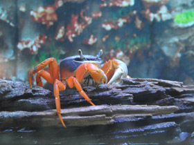 Радужный краб Радужный краб