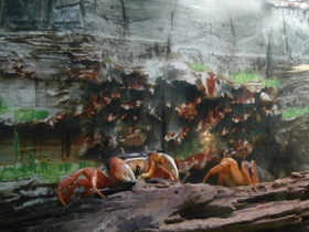 Смотреть фото Радужный краб Фото Радужный краб