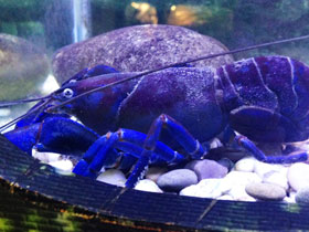 Фото Ябби-разрушитель