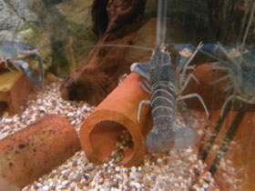 Фото Ябби-разрушитель