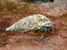 Фото Желтоногий рак-отшельник