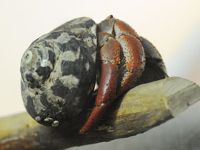 Фото Сухопутный рак-отшельник