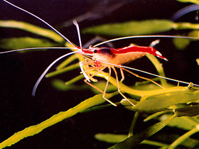 Смотреть фото Тихоокеанская креветка-чистильщик Фото Тихоокеанская креветка-чистильщик