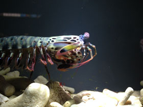 Фото Рак-богомол